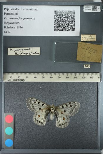 Media type: image;   Entomology 174604